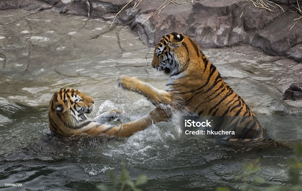 Tiger Fight (Panthera tigris altaica) Motion Blur Two female Siberian (Amur) Tigers (Panthera tigris altaica) play fight in pool of water - captive animals - motion blur Tiger Stock Photo