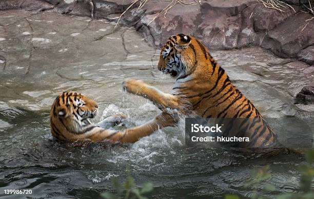 Tiger Fight Motion Blur Stock Photo - Download Image Now - Tiger, Pouncing, Water