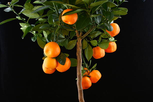 Orange Tree - Tengerines Mandarines Bonsai, small orange tree -look like tangerines or mandarins Extremely nice :) juniperus procumbens stock pictures, royalty-free photos & images