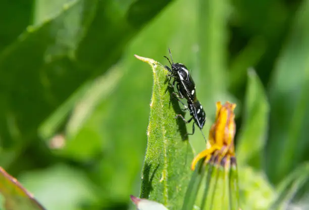 Cabbage bug, brassica shieldbug, Eurydema oleracea, of the family Pentatomidae on a leaf in a garden. Spring, May.