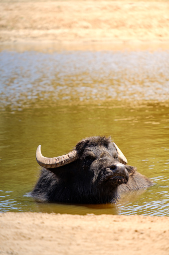 African buffalo bathing