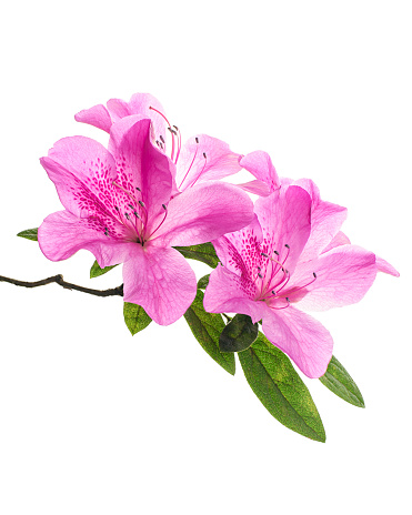 Azaleas flowers with leaves, Pink flowers isolated on white background with clipping path