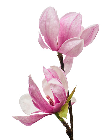 Magnolia tree blossoms in springtime. Bright magnolia flower against blue sky warm sunny day in april. Romantic floral background. Good for spring seasonal internet banner