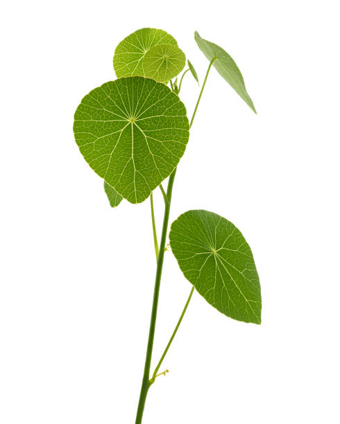 istock Stephanie erecta plant, isolated on white background with clipping path 1399867640