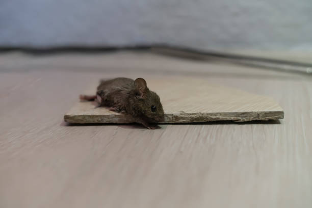 istock Mouse on sticky trap. Focus on the head and eyes. 1399867687