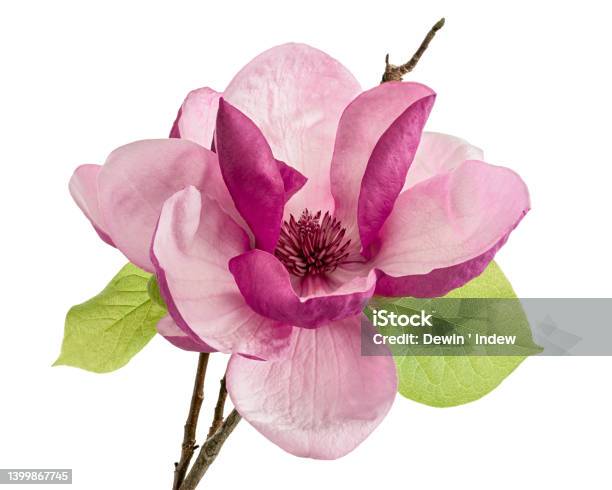 Purple Magnolia Flower Magnolia Felix Isolated On White Background With Clipping Path Stock Photo - Download Image Now