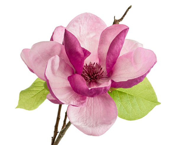 purple magnolia flower, magnolia felix isolated on white background, with clipping path - magnolia blossom imagens e fotografias de stock