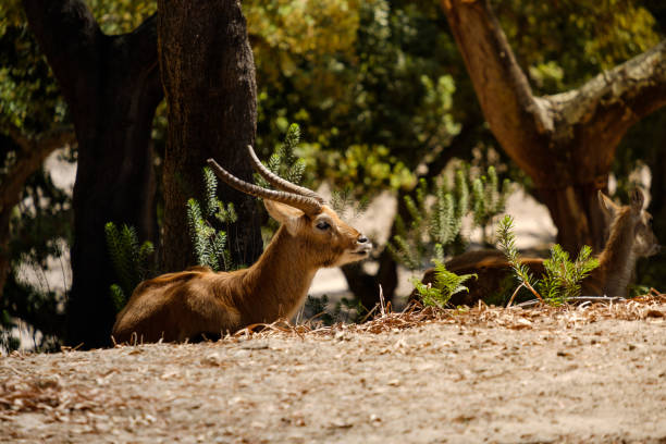 istock antelope sitting in a nature reserve 1399867756