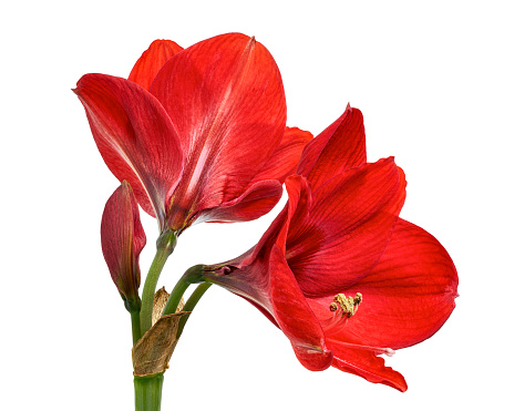 Red and white blossoming amaryllis on a rusty green background. (Amaryllidaceae)