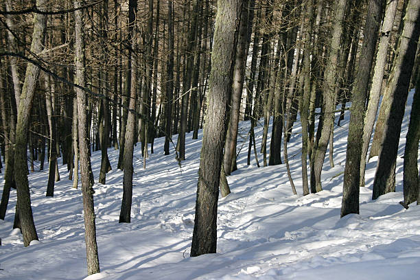 istock Forest in the French Alps 139986839