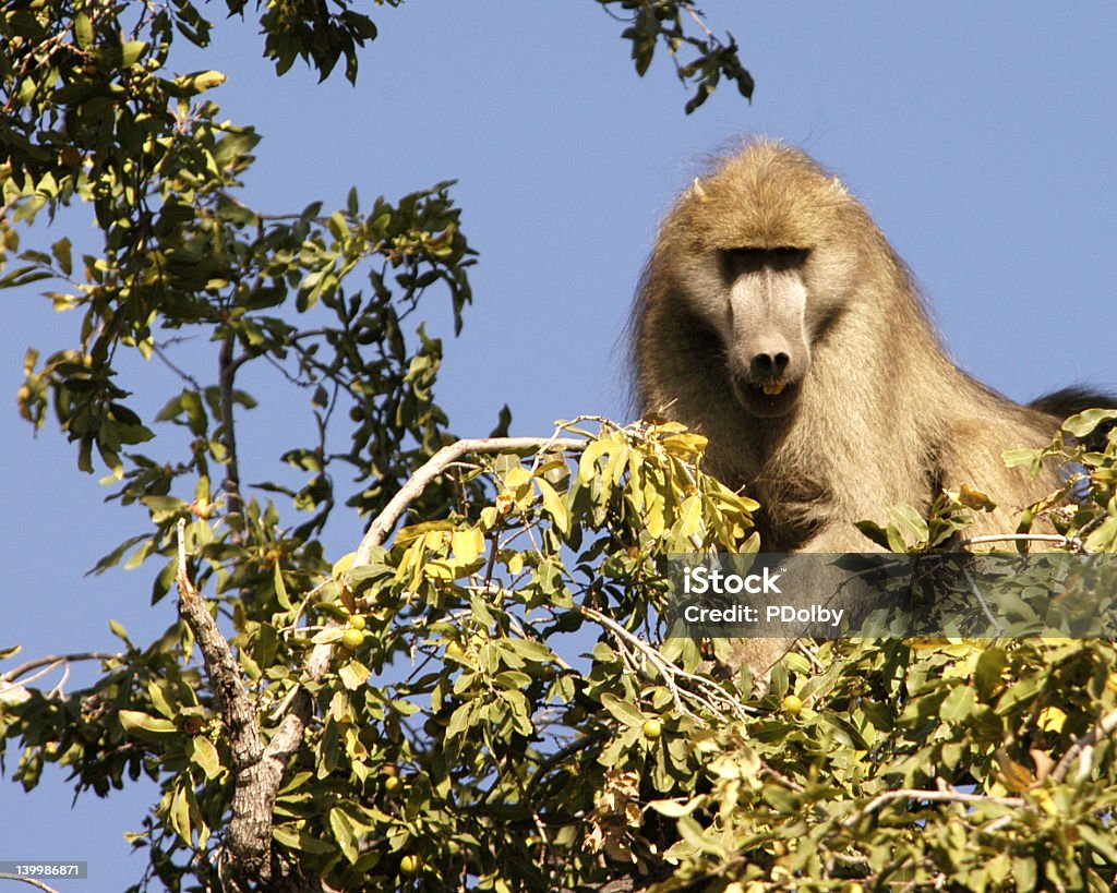 Babbuino in un albero - Foto stock royalty-free di Africa