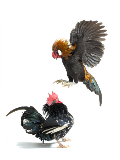 istock cock jump on his rival isolated on white background 1399868788