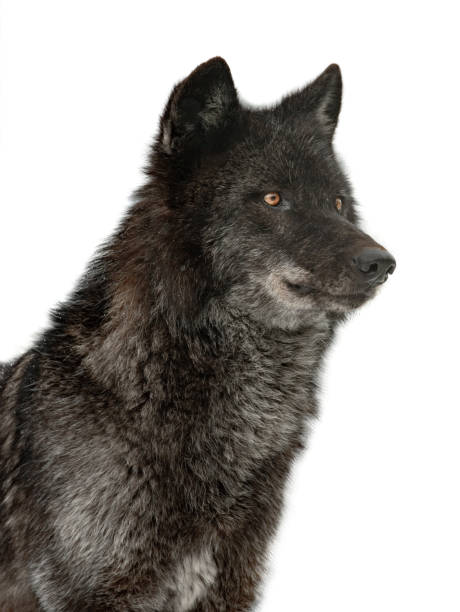 istock canadian black wolf isolated on white background 1399868866