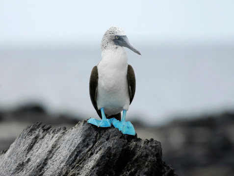 Blue footed booby in Galapagos caught in profile