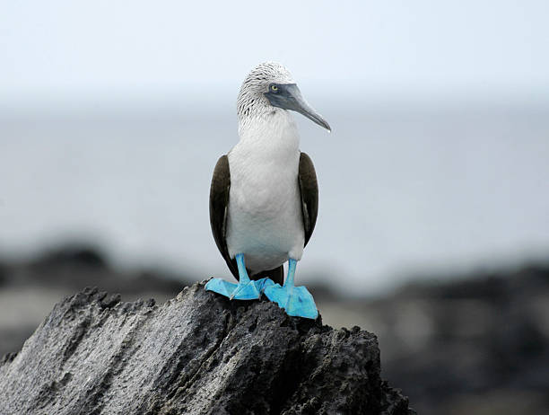 Blue Footed Booby Blue footed booby in Galapagos caught in profile sula nebouxii stock pictures, royalty-free photos & images