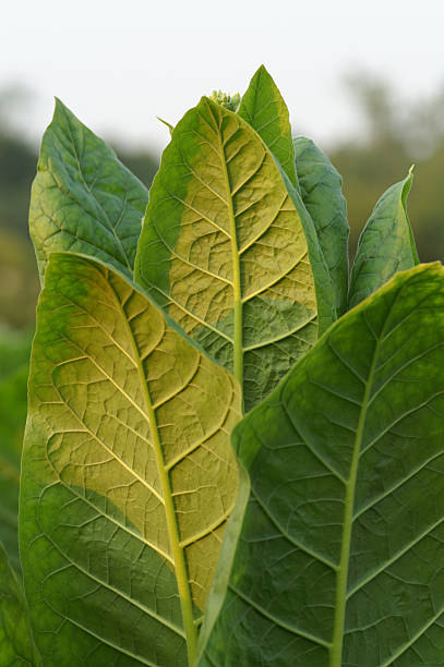 istock Tobacco Plant 139986921