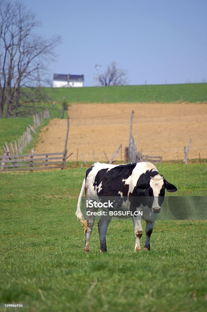 moo cow in pasture Wayne County - Pennsylvania Stock Photo