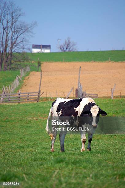 Moo Stock Photo - Download Image Now - Wayne County - Pennsylvania, Agricultural Field, Amish