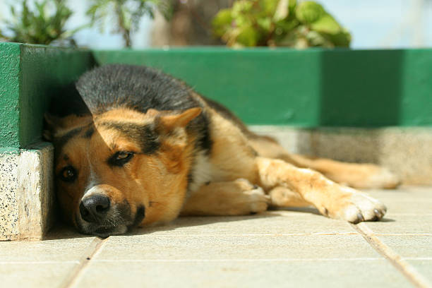 A dog resting in a sunny afternoon