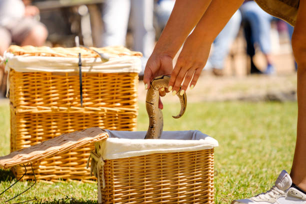 Woman picking up a snake from a box at a reptile show Woman picking up a snake from a box at a reptile show verão stock pictures, royalty-free photos & images