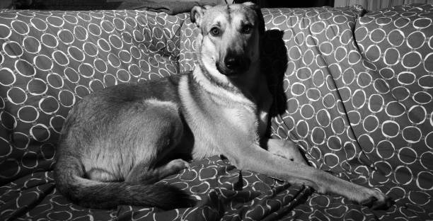 Free Stock Photo of Black and white photo of a dog lying down, showing ...