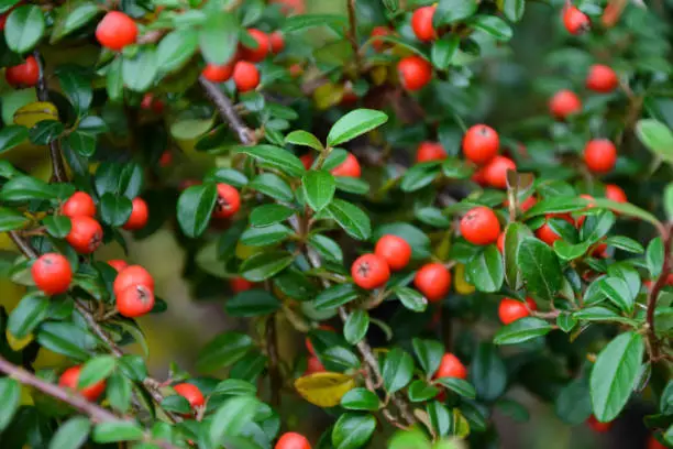 Photo of Cotoneaster dammeri plant. Cotoneaster radicans eichholz plant. Fresh foliage and berries. Garden, park or wild nature plant. Beautiful summer nature.