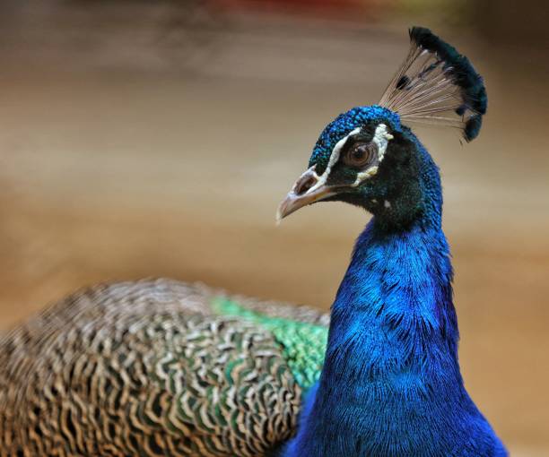 istock Beautiful birds, peacock 1399870755