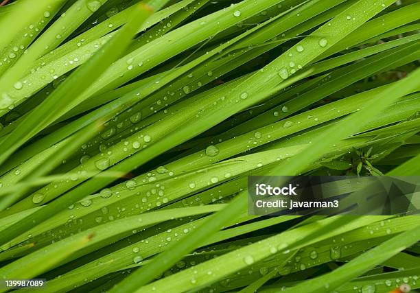 Droplets On Grass Shallow Focus Stock Photo - Download Image Now - Agricultural Field, Blade of Grass, Cleaning