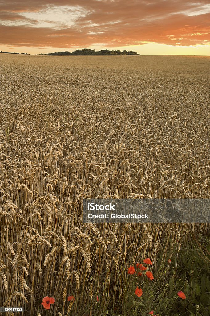 Harvest - Foto de stock de Agricultura libre de derechos