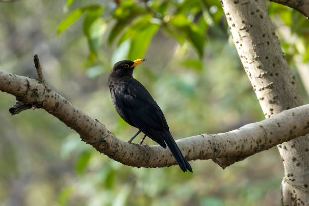 istock Close-up of a sitting common blackbird during spring time 1399871733
