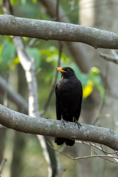 istock Close-up of a sitting common blackbird during spring time 1399871744