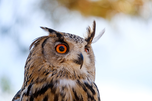 royal owl portrait
