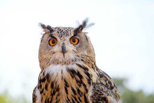 royal owl portrait