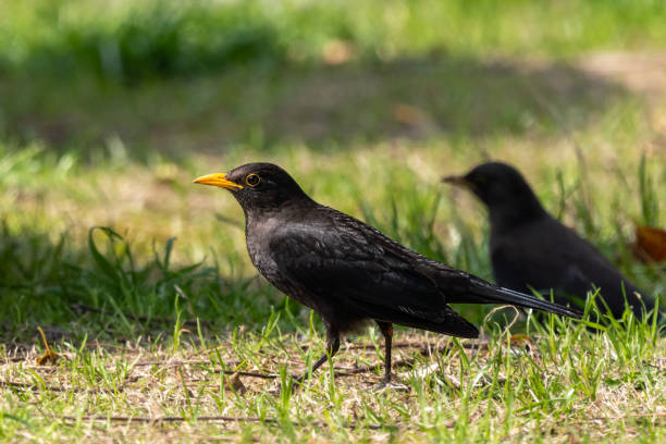 istock Close-up of a sitting common blackbird during spring time 1399871883