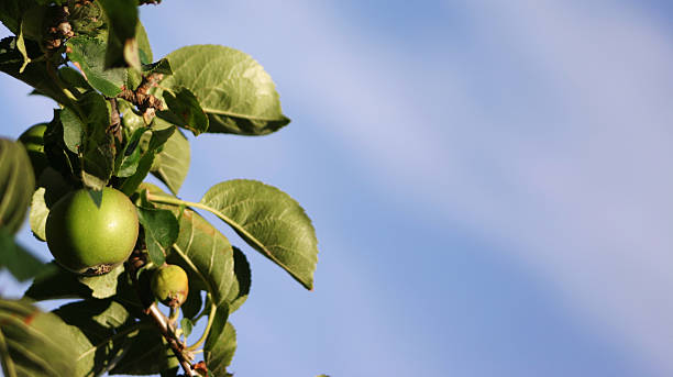 maçã na árvore - aggriculture - fotografias e filmes do acervo