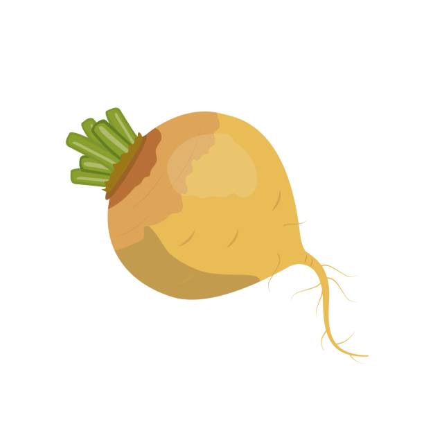 ilustrações de stock, clip art, desenhos animados e ícones de yellow turnip, flat style vector illustration isolated on white background - rutabaga