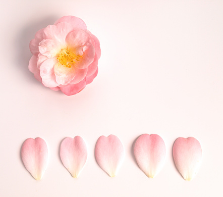 pink camellia flowers on white background.