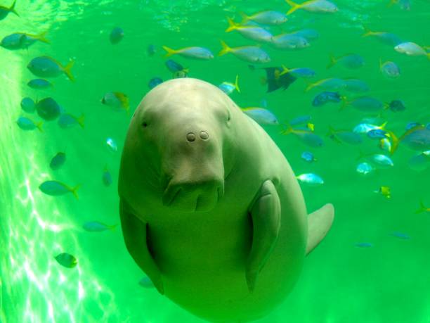 istock dugong swimming in the sea 1399872706
