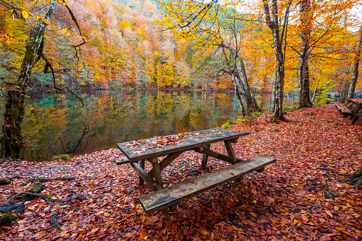 Yedigöller milli parkı sonbahar manzarası, göle yansıyan harika renkler ve ağaç sülieyeti, orman içi küçük göl