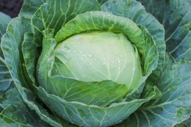 Photo of Head of cabbage