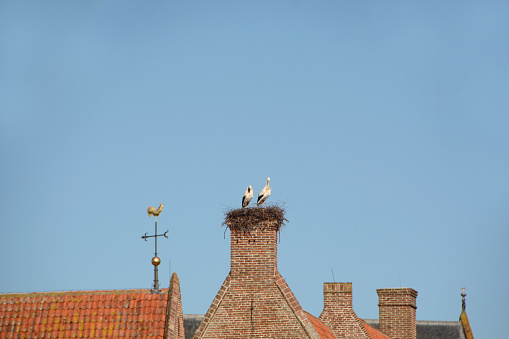 Silver gulls attacking the roof of house in the street. They are screaming and fighting with each other. Silver gull is a Australian native bird.