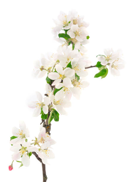 istock Flowering branch of apples. 1399873651