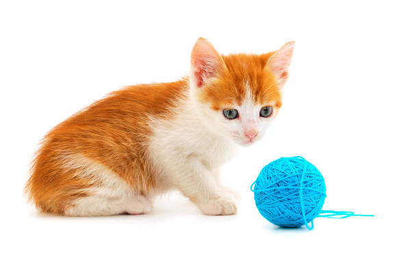 istock Little kitten playing with a ball of yarn. 1399873658