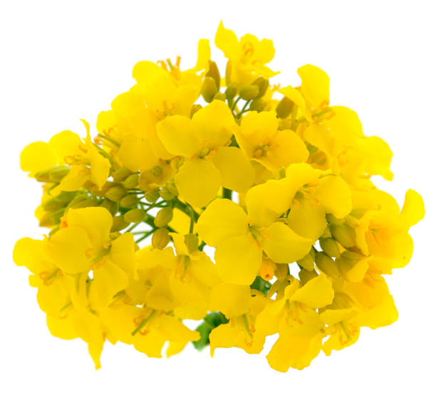 świeże kwiaty rzepaku. - canola flower zdjęcia i obrazy z banku zdjęć