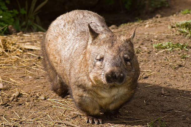 A male Hairy-Nosed Wombat.