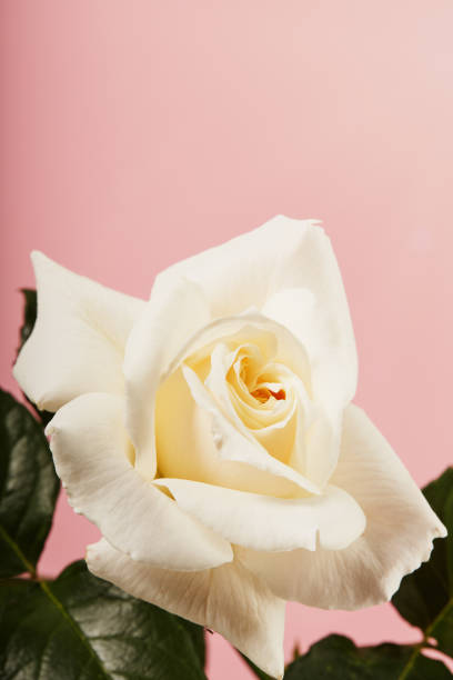 istock Vibrant single white rose on a pink background 1399873723