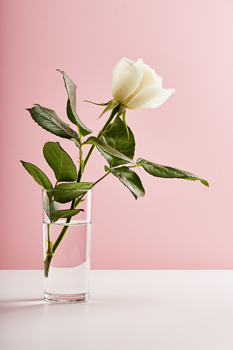 Single white rose in a glass vase against pastel pink background