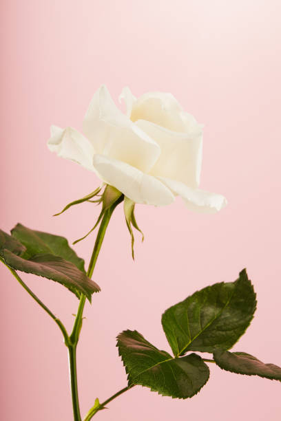 istock Vibrant single white rose on a pink background 1399873739