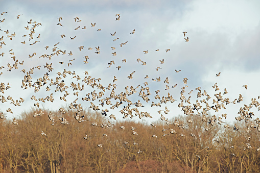 A huge flock of pigeons taking off and flying towards the south before winter.