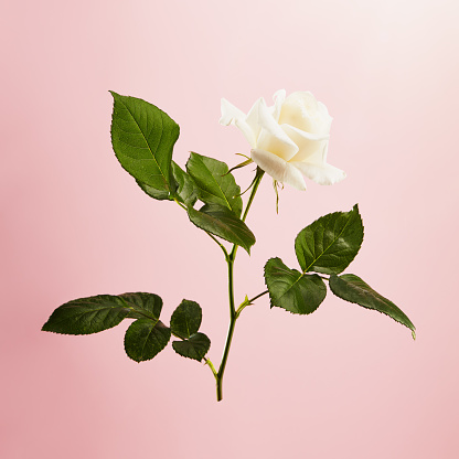 Vibrant single white rose on a pink background without a  shadow